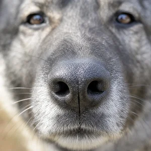 Norwegian Elkhound — nose