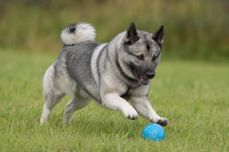 Norwegian Elkhound — playing
