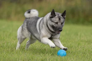 Norwegian Elkhound — playing