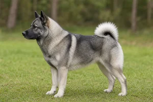 Norwegian Elkhound dog