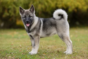 Norwegian Elkhound — puppy (~4 mo)