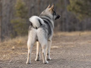 Norwegian Elkhound — rear