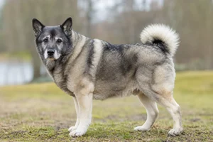 Norwegian Elkhound — senior