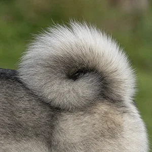 Norwegian Elkhound — tail