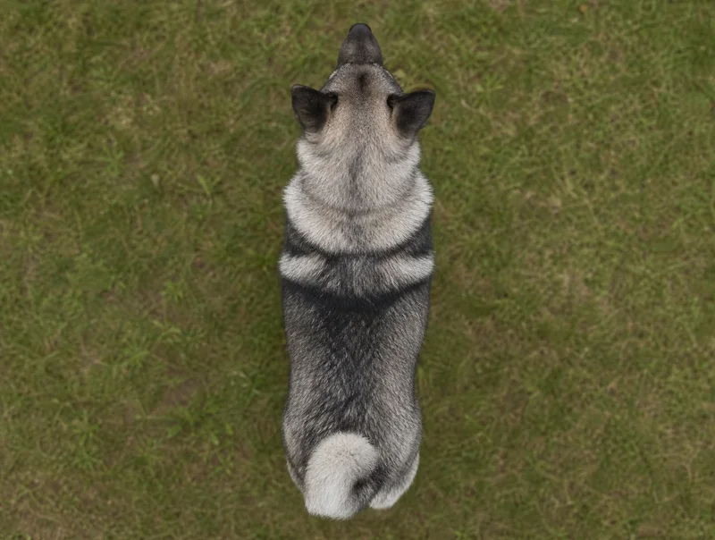 Norwegian Elkhound — top