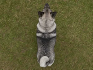 Norwegian Elkhound — top