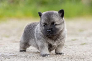 Norwegian Elkhound — young puppy (~1 mo)