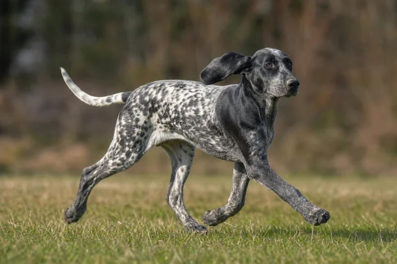 Norwegian Hound — running