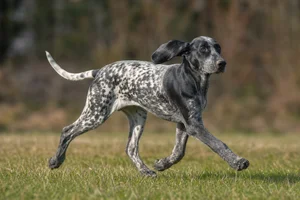 Norwegian Hound — running