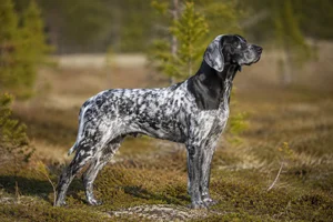 Norwegian Hound — adult