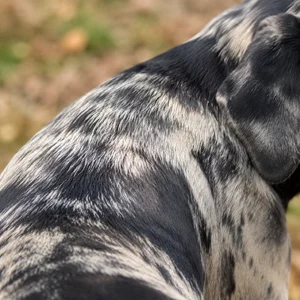Norwegian Hound — coat texture