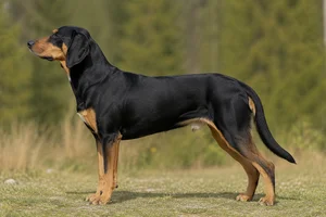 Norwegian Hound — Black and tan coat