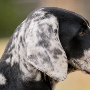 Norwegian Hound — ears