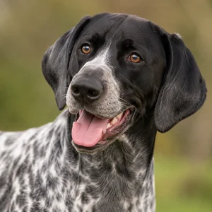 Norwegian Hound — happy