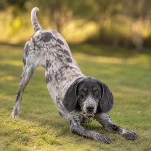Norwegian Hound — playful