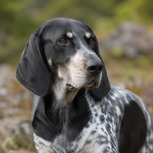 Norwegian Hound — relaxed