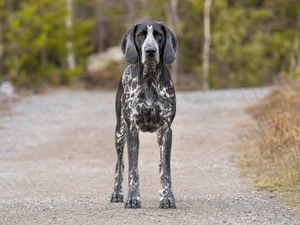 Norwegian Hound — front