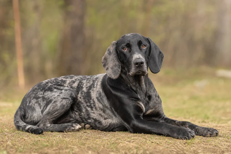 Norwegian Hound — lying down