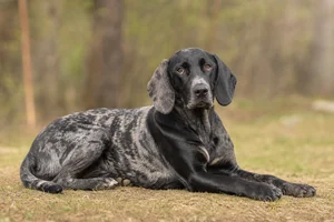 Norwegian Hound — lying down