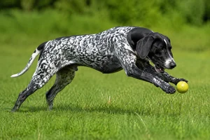 Norwegian Hound — playing