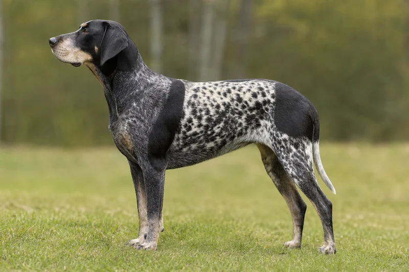 Norwegian Hound — side