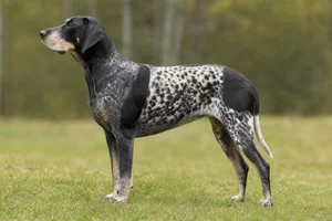 Norwegian Hound dog