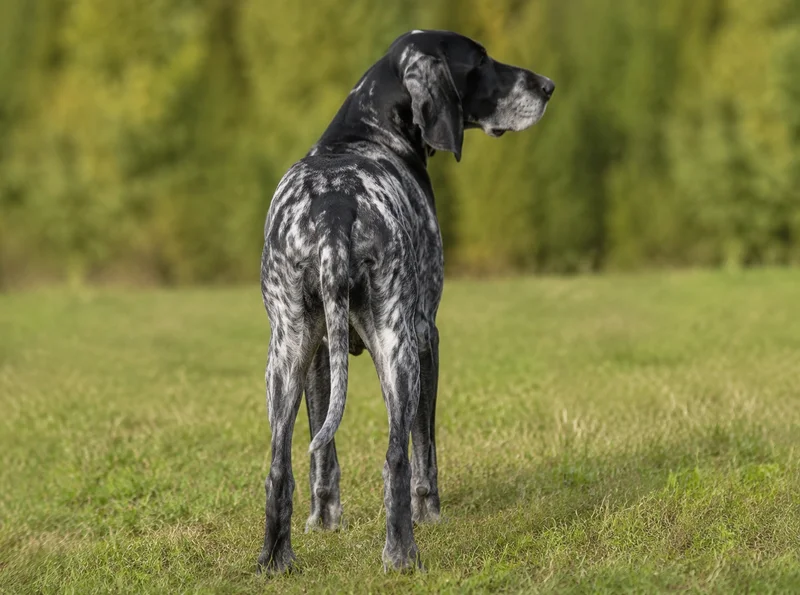 Norwegian Hound — rear