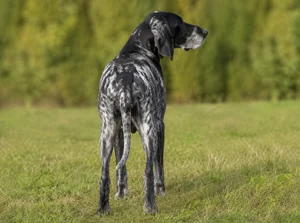 Norwegian Hound — rear