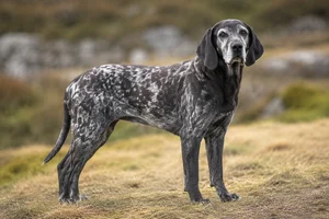 Norwegian Hound — senior