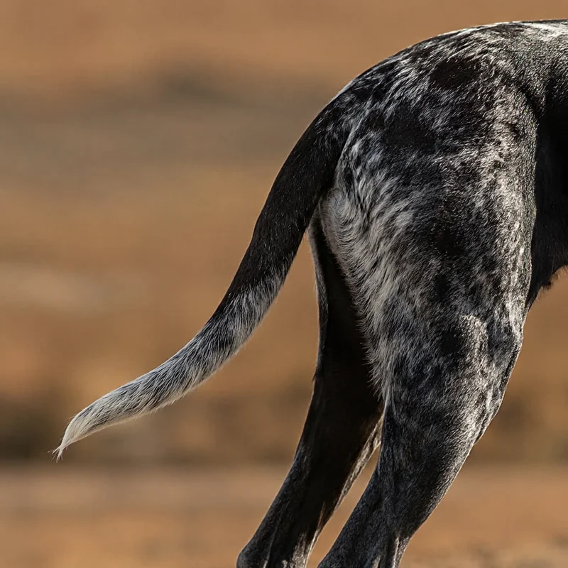 Norwegian Hound — tail