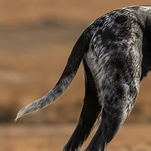 Norwegian Hound — tail