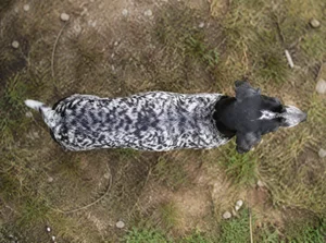 Norwegian Hound — top
