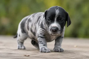 Norwegian Hound — young puppy (~1 mo)
