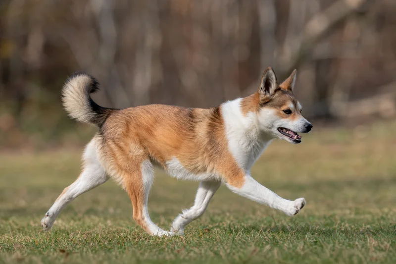 Norwegian Lundehund — running