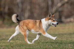 Norwegian Lundehund — running