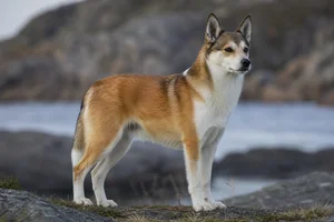 Norwegian Lundehund — adult