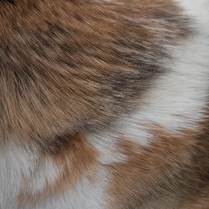 Norwegian Lundehund — coat texture