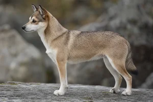 Norwegian Lundehund — fallow with black tips coat