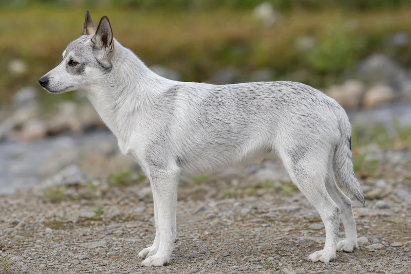 Norwegian Lundehund — white with black tips coat