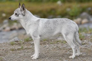 Norwegian Lundehund — white with black tips coat