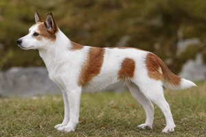 Norwegian Lundehund — white with reddish-brown patches coat