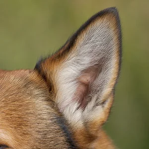 Norwegian Lundehund — ears