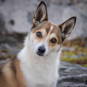 Norwegian Lundehund — alert