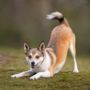 Norwegian Lundehund — playful