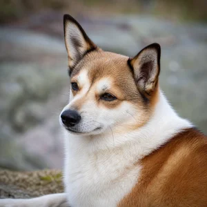 Norwegian Lundehund — relaxed