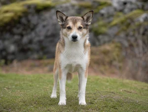Norwegian Lundehund — front