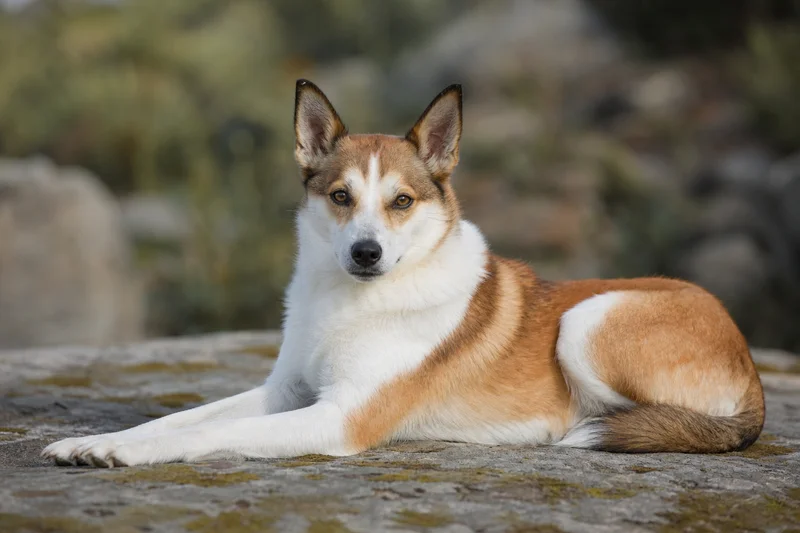 Norwegian Lundehund — lying down