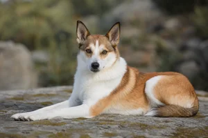 Norwegian Lundehund — lying down