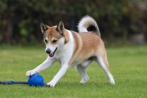 Norwegian Lundehund — playing