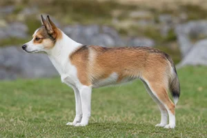 Norwegian Lundehund dog